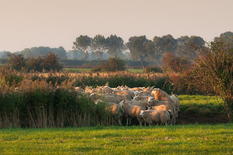 De Poel Beveland